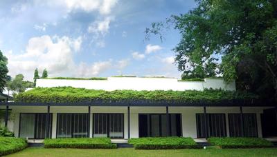 Belmont House, Lekker Architects, , , Exterior View, Grass Patch, Trees, White Wall, Conifer, Flora, Plant, Tree, Yew