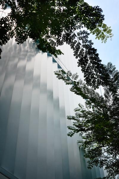 Primose Avenue, HYLA Architects, Contemporary, Landed, Fern, Flora, Plant, Abies, Conifer, Fir, Tree