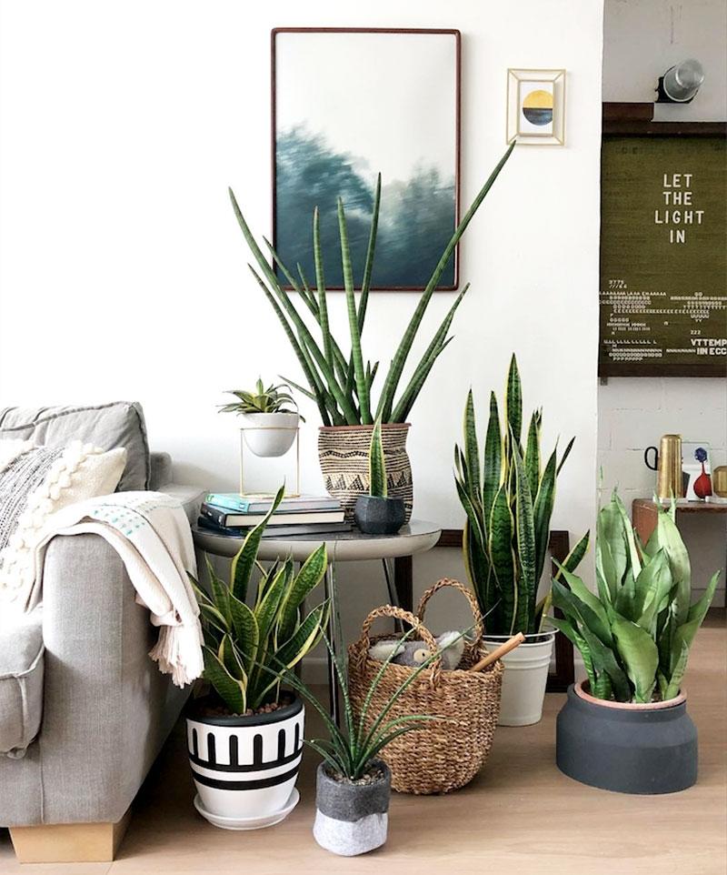 Caring for houseplants guide