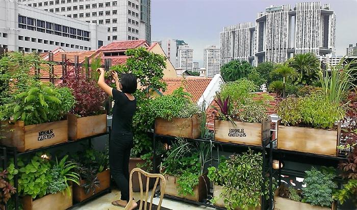 10 Tips To Start Your First Herb Garden In Singapore