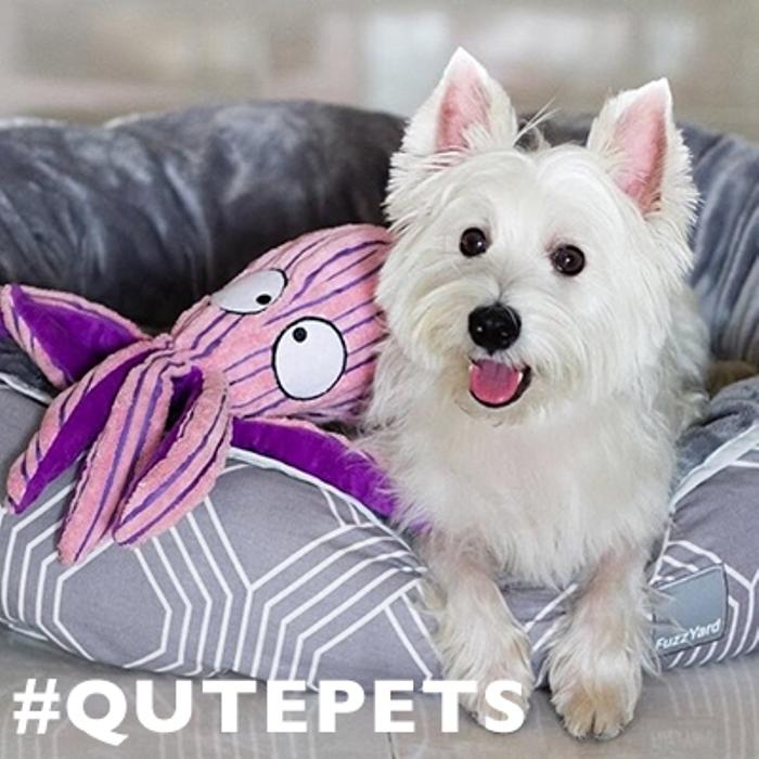 Let Your Pets Shine: Qutepets Instagram Contest