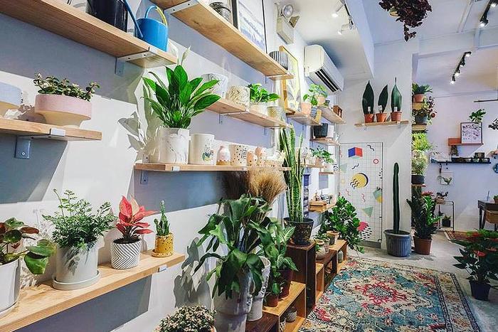 use plants as home decor