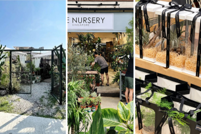 Where to Shop for Aesthetic Indoor Plants in Singapore (by Area) 