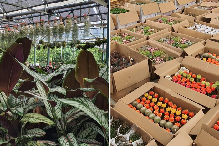 where to buy indoor plants Singapore