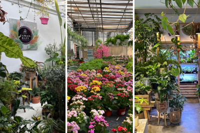 The Best Places to Buy Houseplants in Kuala Lumpur and Selangor 6