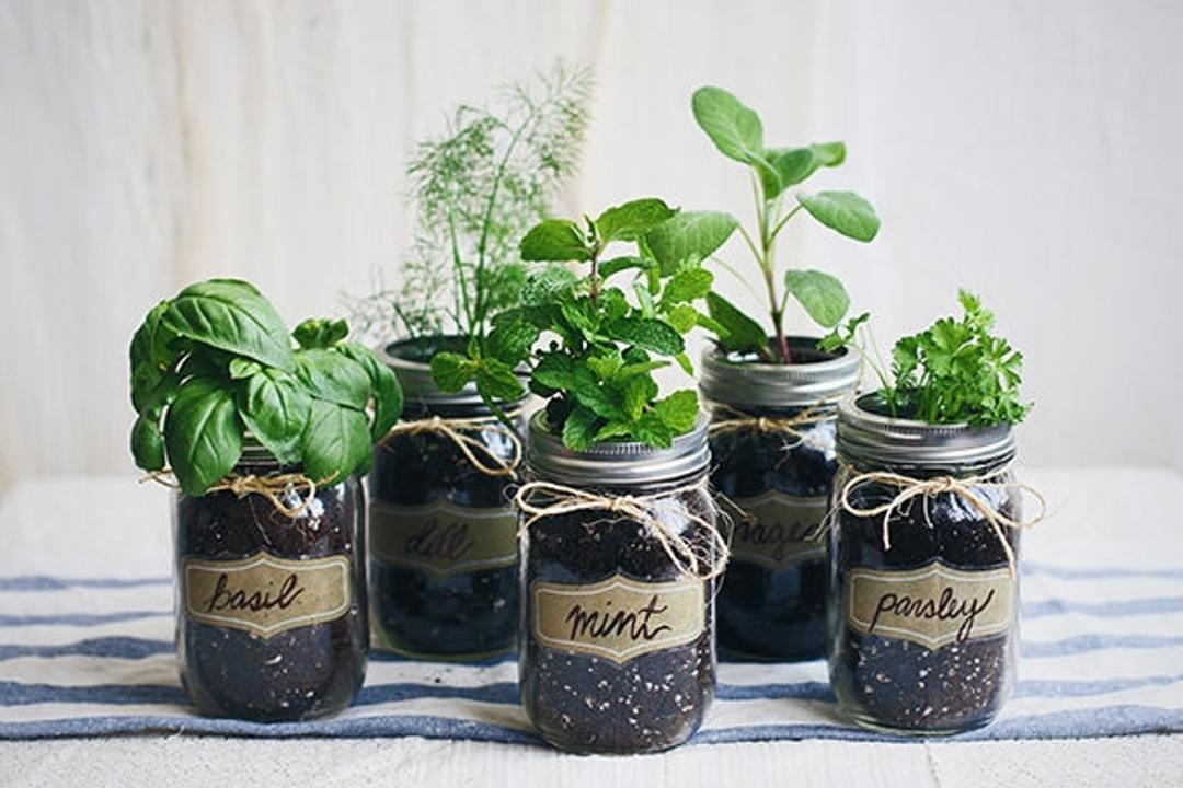 5 Herbs To Grow In Your Herb Garden